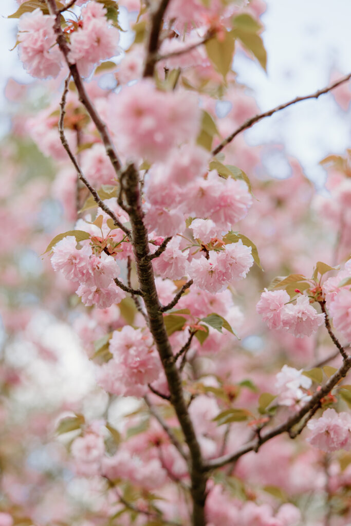 Cherry blossoms at Wickham Park